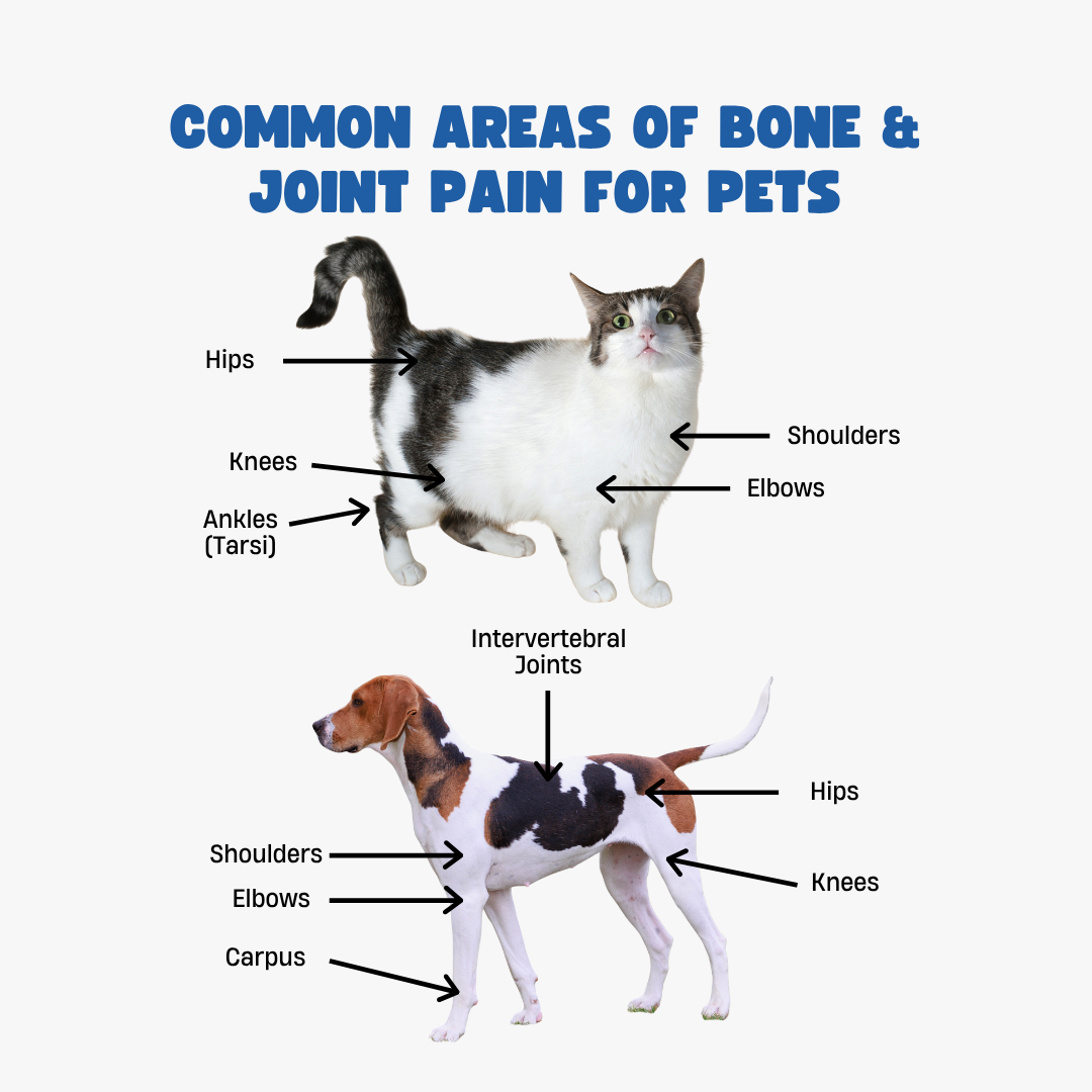 Hip, Joint & Bone Powder for Dogs & Cats
